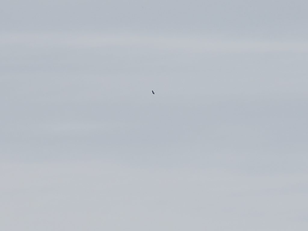 遠くのイヌワシ