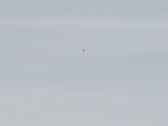 遠くのイヌワシ