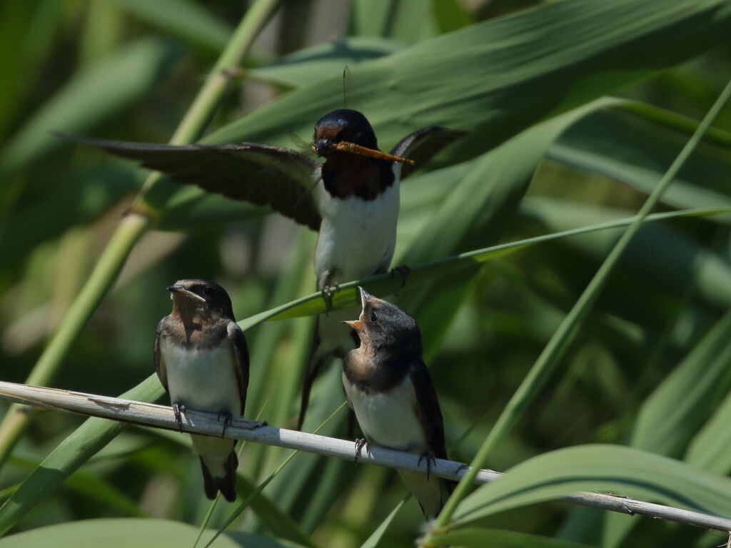 大沼の野鳥