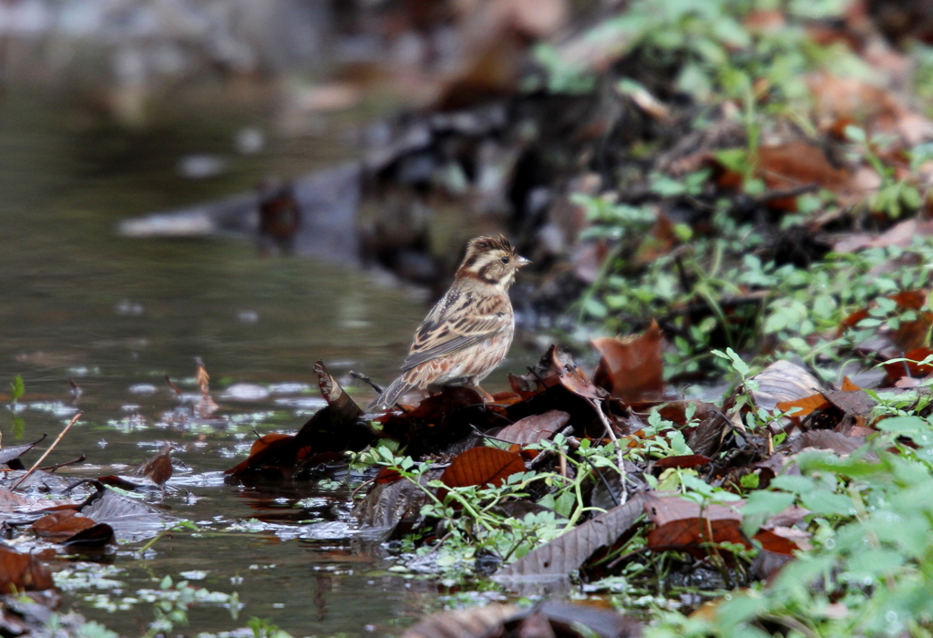 緑がなつかしい・・。