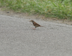 すずめじゃないよ。