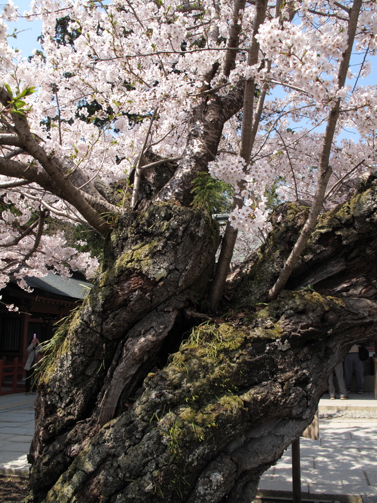 桜の古木