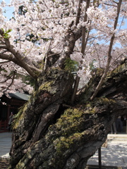 桜の古木