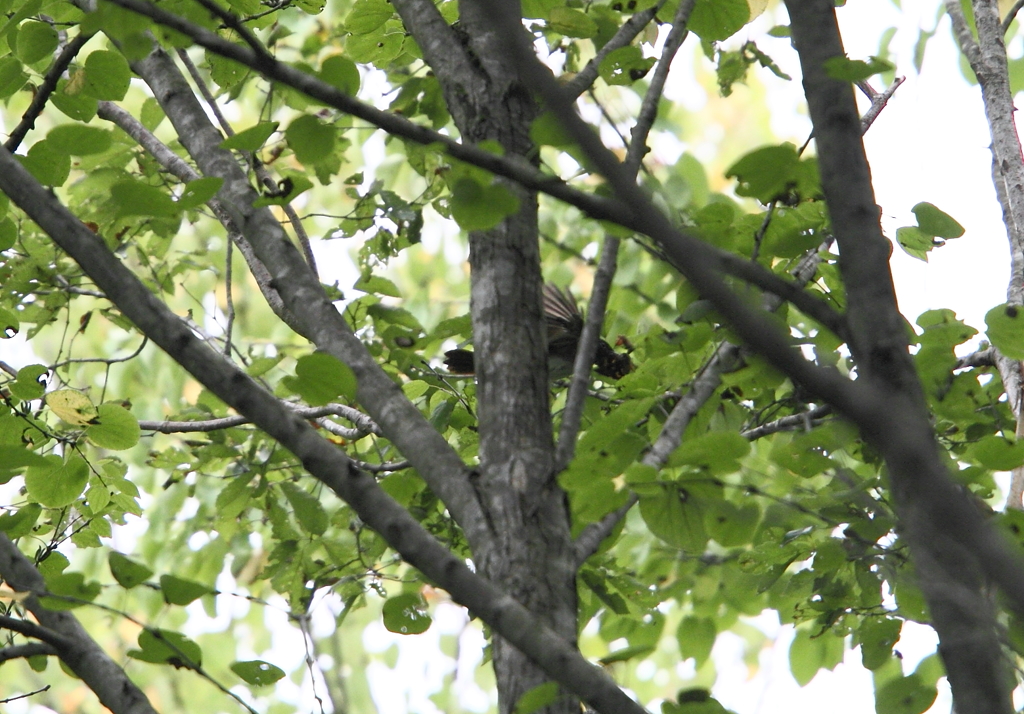 サンちゃん蝉を獲る