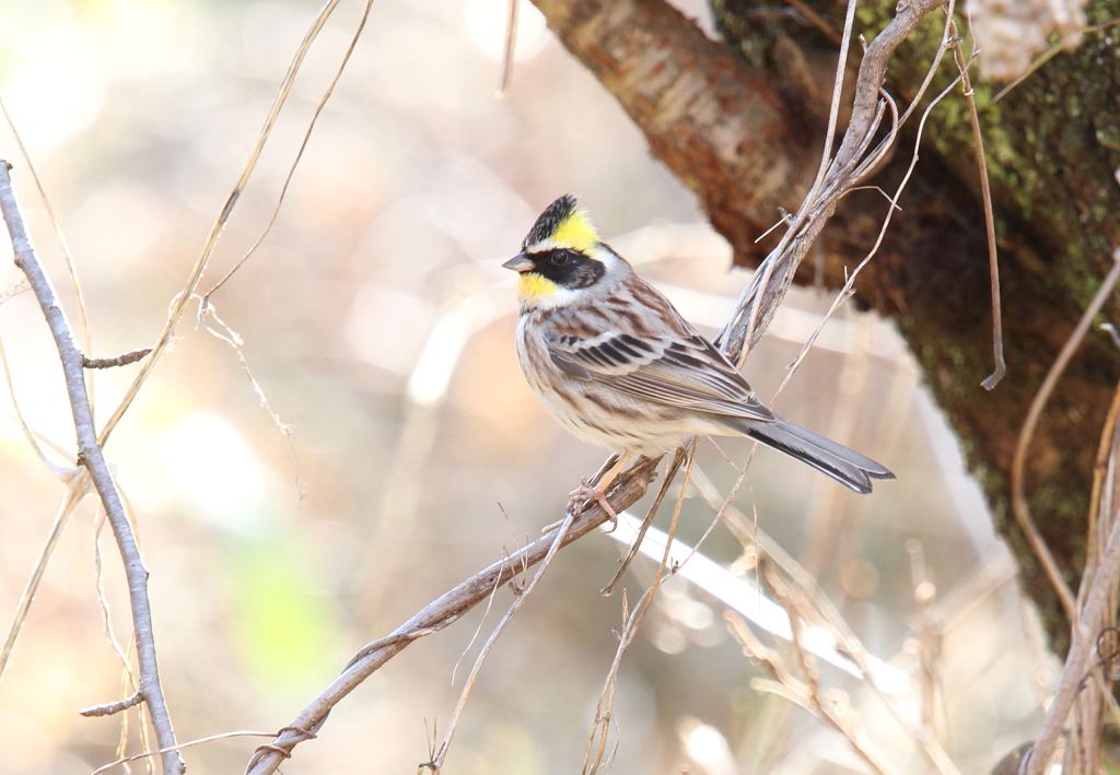 ミヤマホオジロ