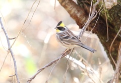 ミヤマホオジロ