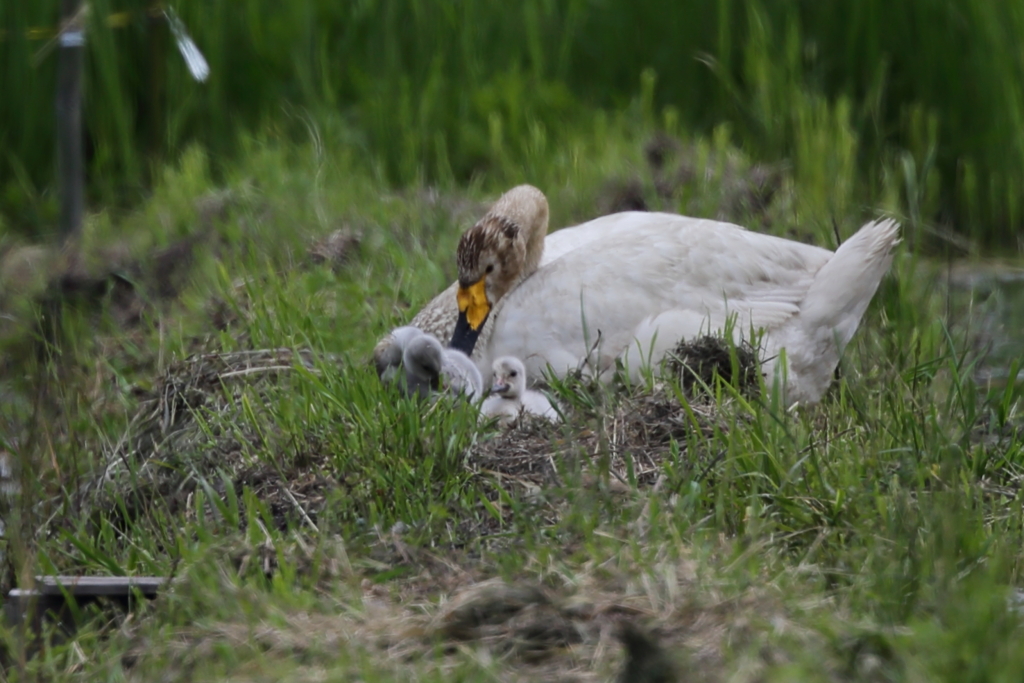 オオハクチョウと雛