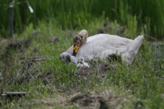 オオハクチョウと雛