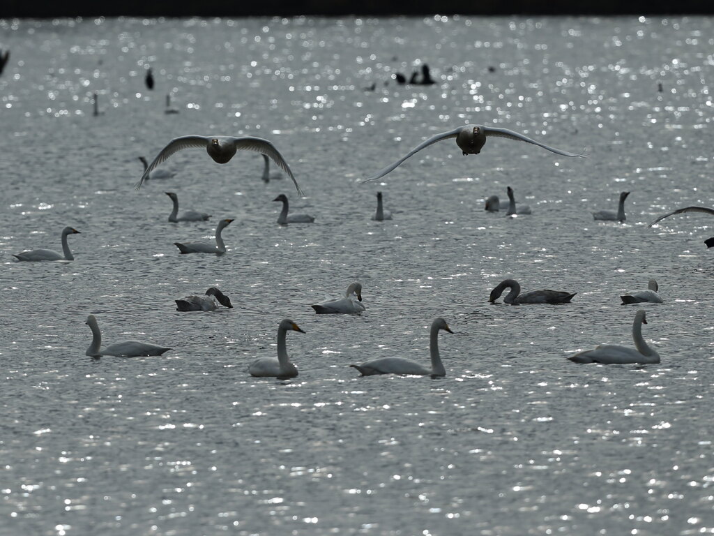 大沼の野鳥