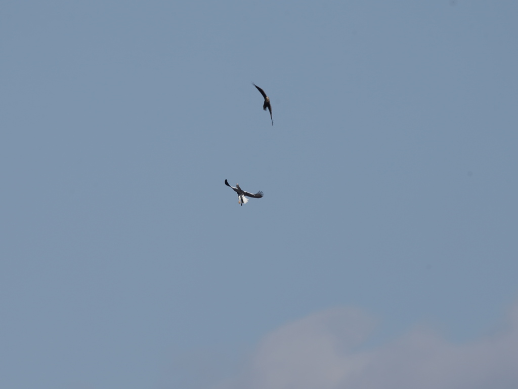 オオワシVSオジロワシ