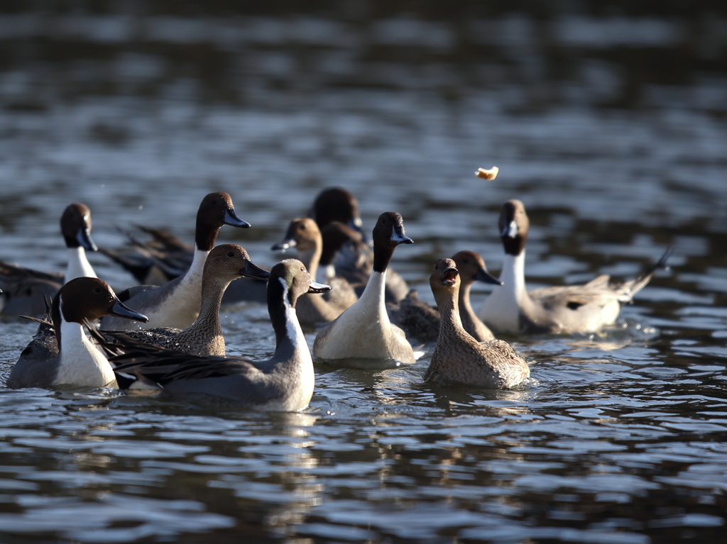パンが降ってきた！