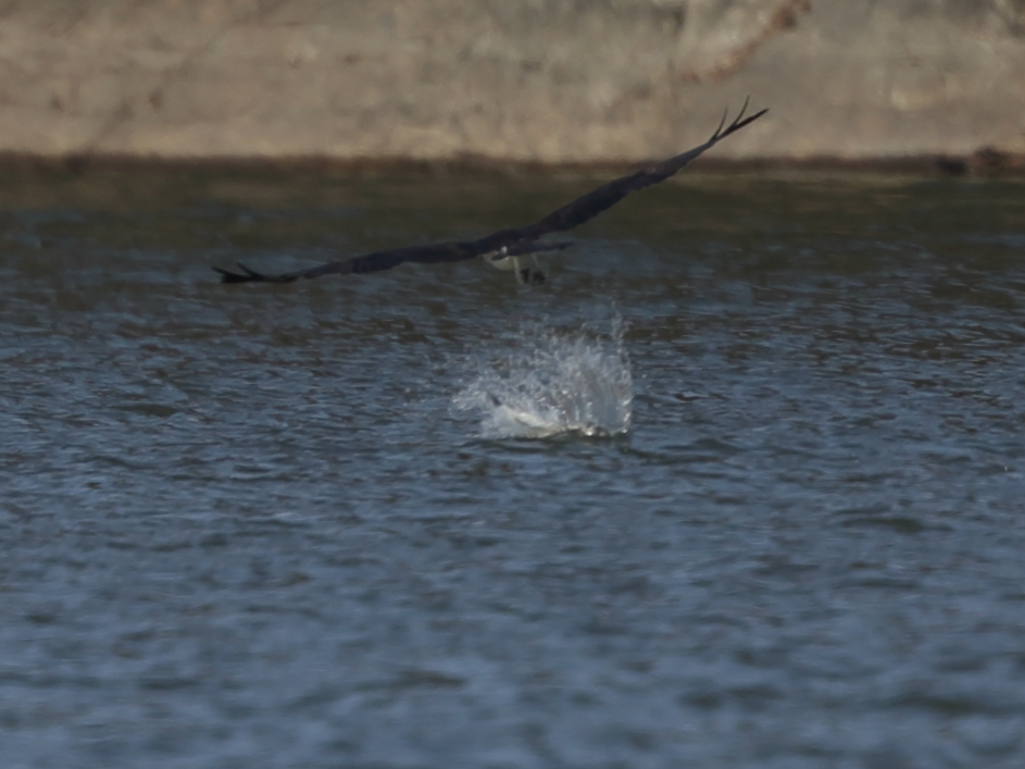 ③ミサゴの漁（失敗編）
