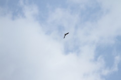 ツバメが来た！