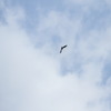 ツバメが来た！