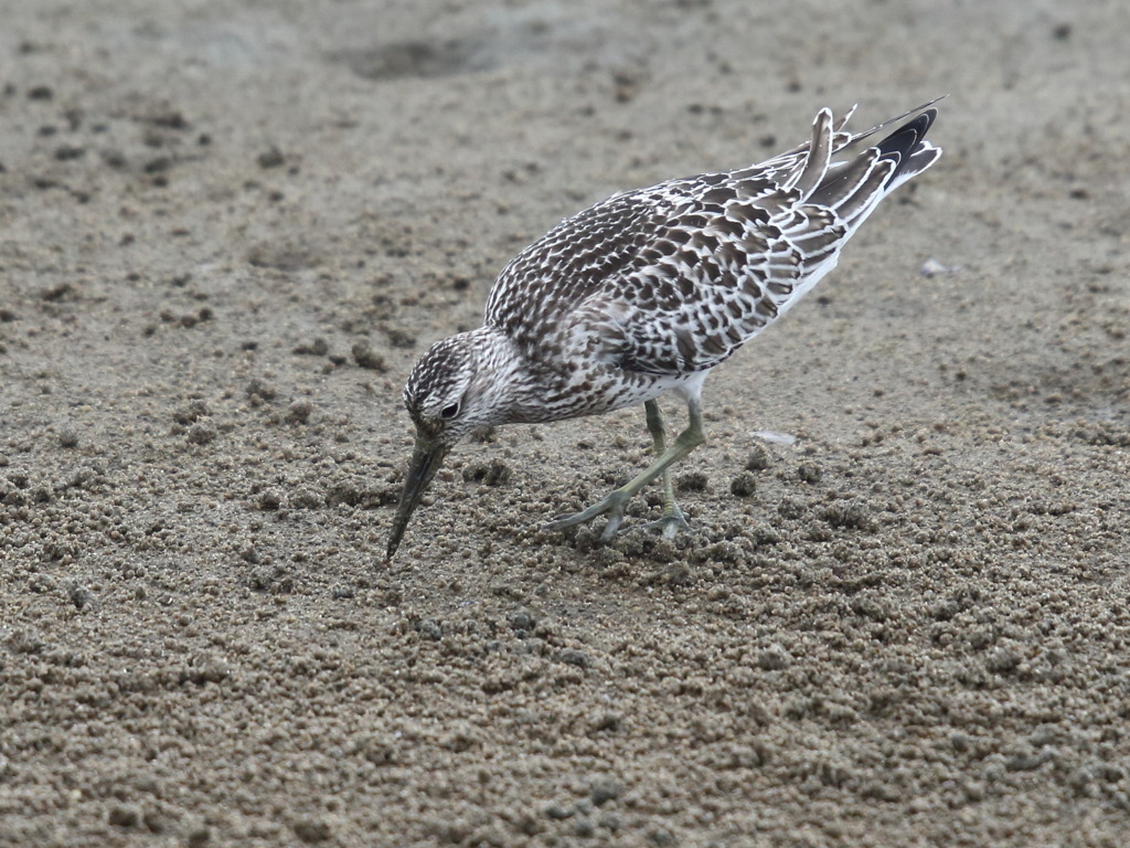 鳥の海