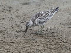 鳥の海