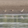 蒲生干潟の野鳥