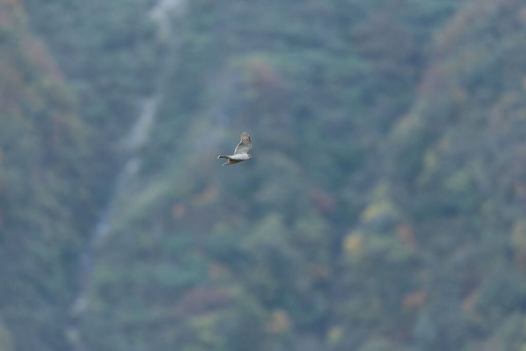 鳥海山