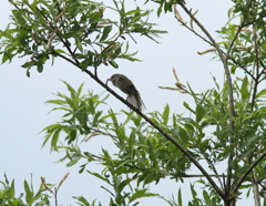 ウグイスもストレッチ　