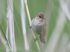 オオヨシキリ・コ