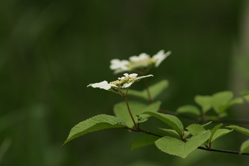 野の花