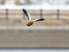 アカツクシガモ