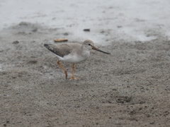 鳥の海