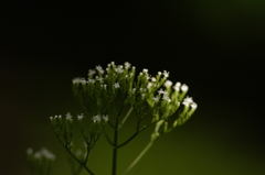 可憐な花