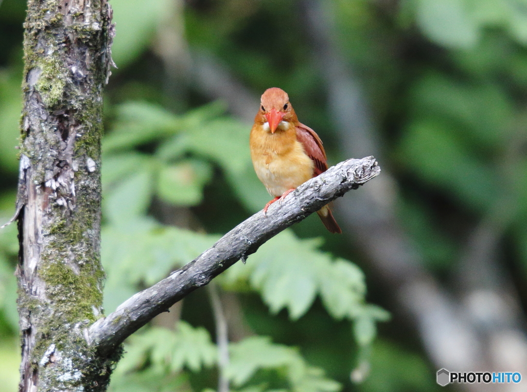 アカショウビン