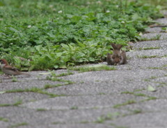 おかあちゃ～んてばぁ～
