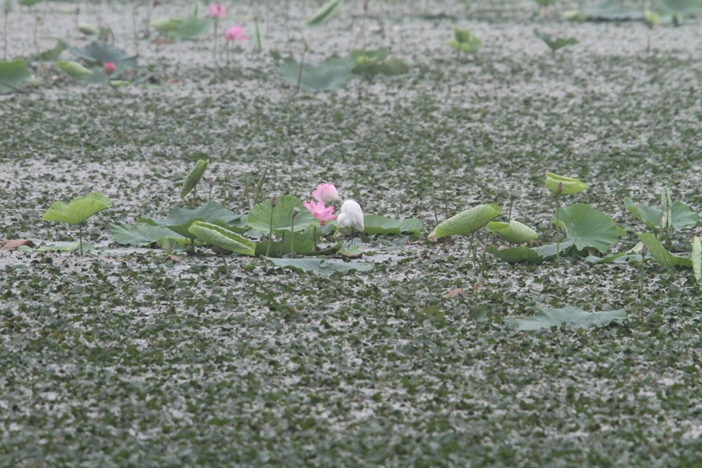 サギと蓮