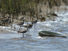 オオソリハシシギ