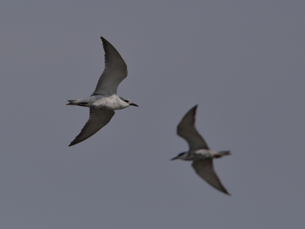 クロハラアジサシ