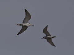 クロハラアジサシ