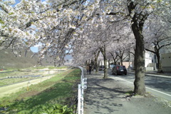 桜　山形