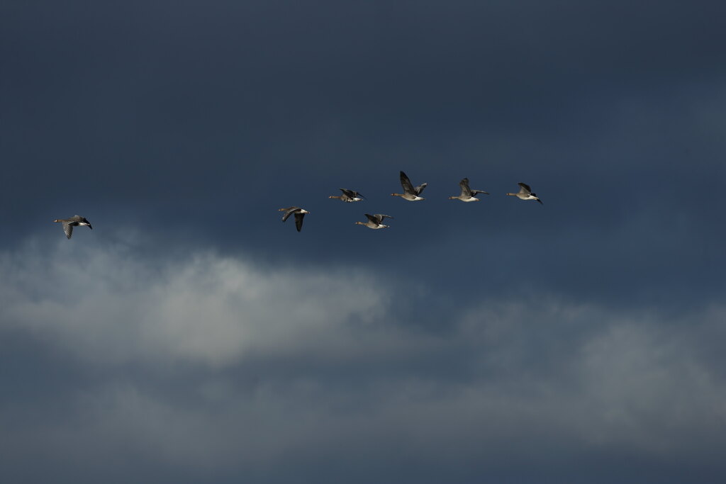 大沼の野鳥