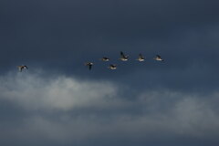 大沼の野鳥