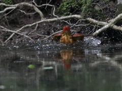 アカショウビン