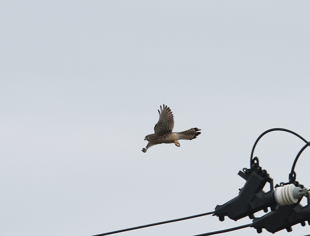 チョウゲンボウ