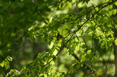 新緑と野鳥