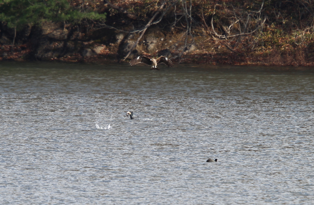 カワウとトビの出来事