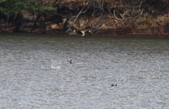 カワウとトビの出来事