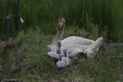 オオハクチョウと雛