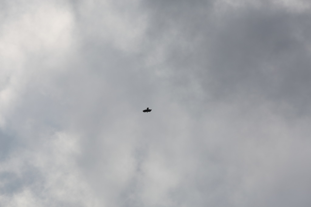 イヌワシ　ディスプレイフライト