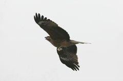 ナイスキャッチ！