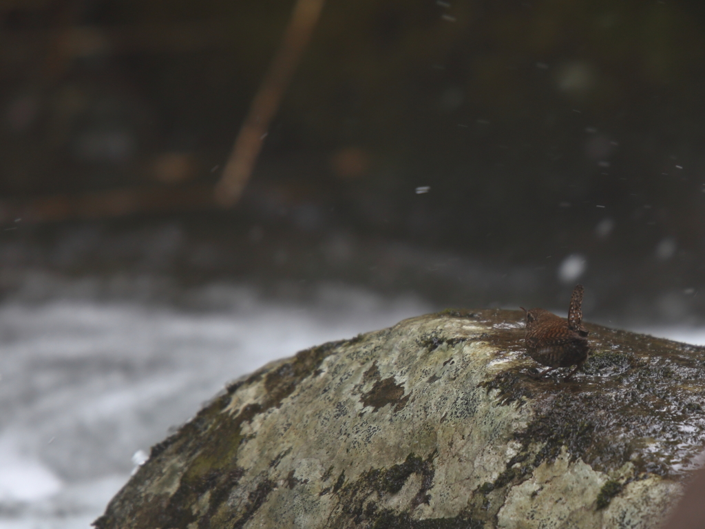 月山ミソサザイ