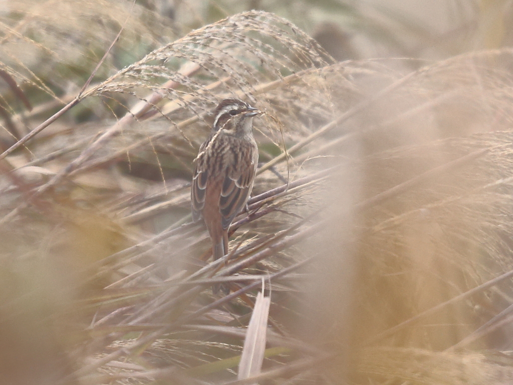 蕪栗沼　ホオジロ