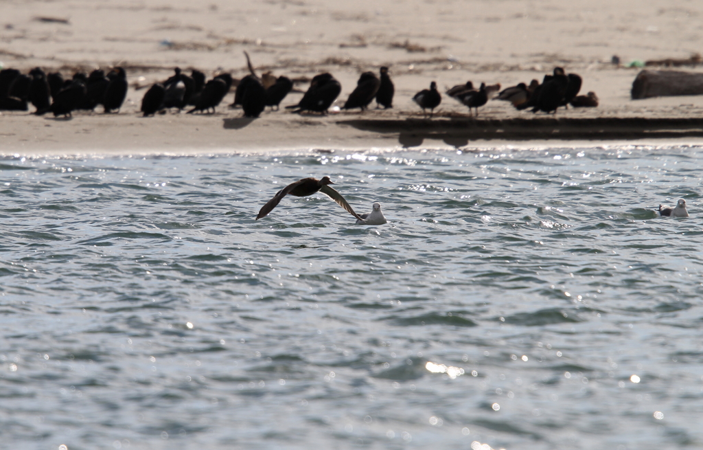 河口の水鳥達