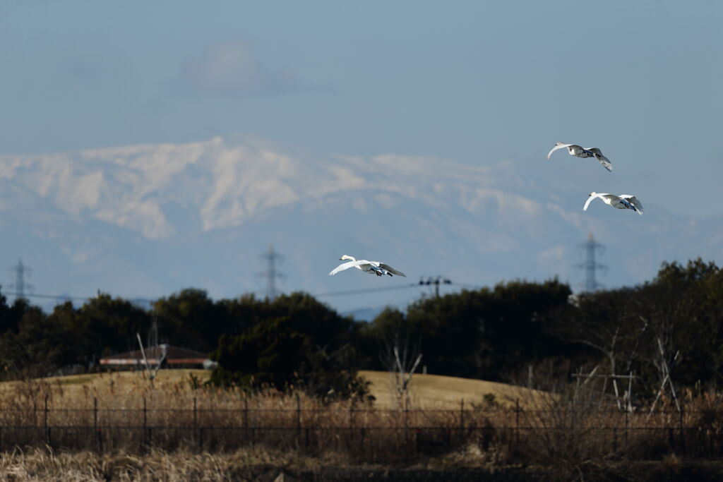 大沼の野鳥