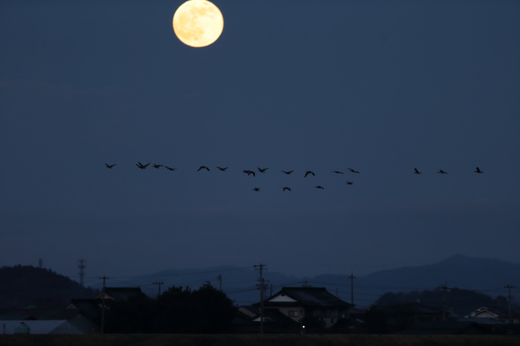 月に雁